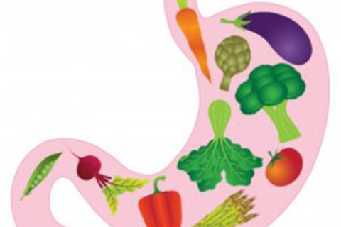 vegetables inside stomach illustrations